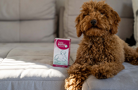 Pies z probiotykiem OMNi-BiOTiC Cat&Dog